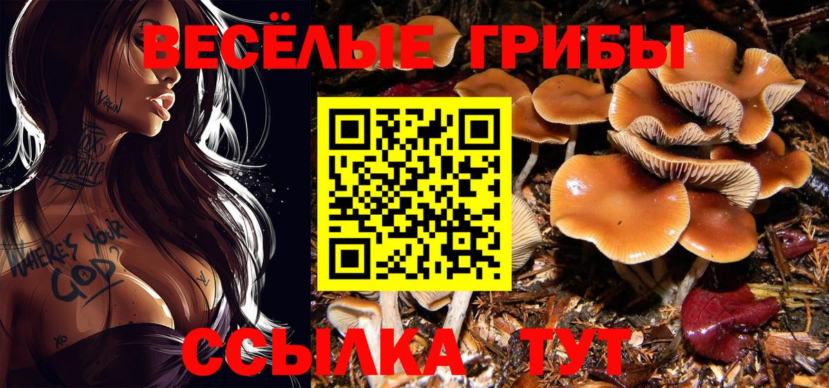 Псилоцибиновые грибы Psilocybine cubensis Ржев